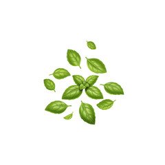 Fresh green basil leaves isolated on black background for culinary use