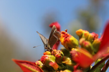 Black Hairstreak butterfly is extracting pollen from Poinsettia or Euphoria Pulcherrima flowers 