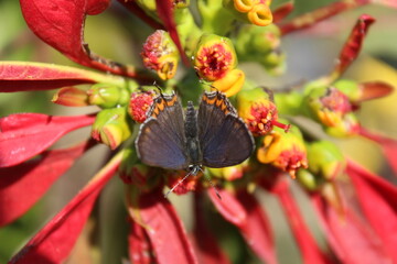 Black Hairstreak butterfly is extracting pollen from Poinsettia or Euphoria Pulcherrima flowers 
