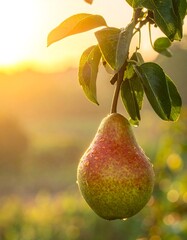 Close-up of a pear hanging from a branch, with sunlight in the background