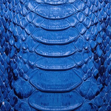 Close-up view of vibrant blue python skin texture