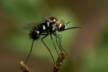 fly on leaf