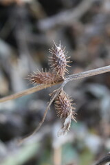 common cocklebur or Xanthium strumarium dead seed heads