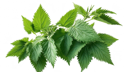 A green cluster of nettle leaves. their intricate serrated edges and lush texture. set against a clean white background. ideal for nature-themed projects