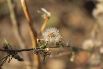 Erigeron bonariensis, Argentine fleabane or hairy horseweed