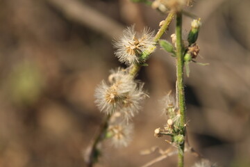 Erigeron bonariensis, Argentine fleabane or hairy horseweed
