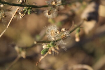 Erigeron bonariensis, Argentine fleabane or hairy horseweed