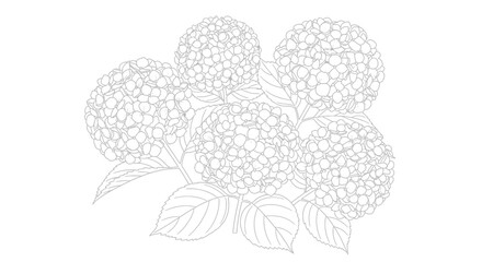 Delicate hydrangea blooms line art in grayscale for elegant botanical illustration