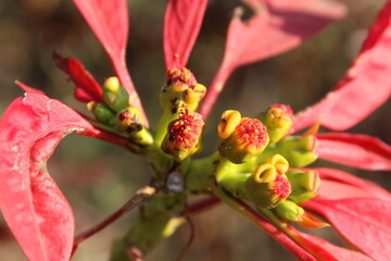 Euphorbia pulcherrima or Poinsettia buds and flowers in a home garden 