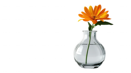 A single orange flower with green leaves in a clear glass vase against a black background studio shot on transparent background