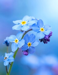 Obraz premium Close-up of delicate blue flowers with yellow centers against soft background
