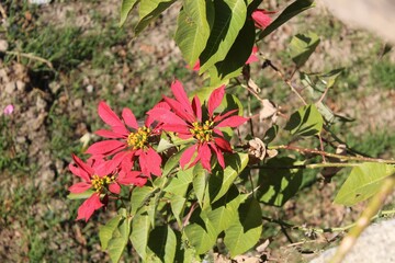 Euphorbia pulcherrima or Poinsettia buds and flowers in a home garden 