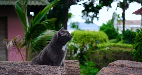 gray cat sitting on log surveying neighborhood with distant houses and garden backdrop, composed posture