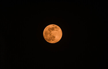 Obraz premium The final full moon of the year, the Cold Moon, is a supermoon visible through various designed vegetation, rising at Tehatta, West Bengal, India, on December 4, 2025, and lighting up the night sky. 