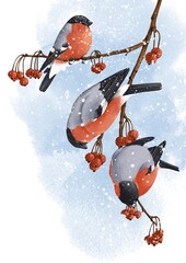 watercolor drawing birds, bullfinches at wild apple branch with fruits and snow in winter, hand drawn wildlife illustration