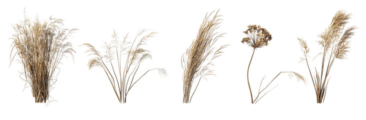 Fototapeta premium A collection of various dried grass and floral arrangements their unique textures and shapes. perfect for use in home decor or nature-themed designs