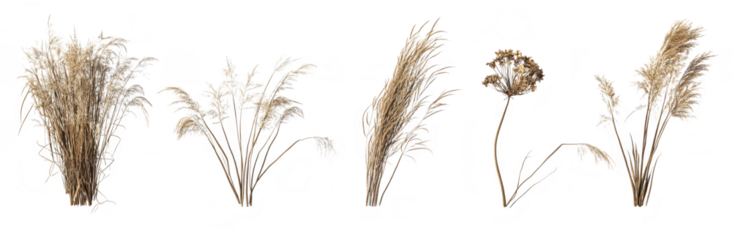 A collection of various dried grass and floral arrangements their unique textures and shapes. perfect for use in home decor or nature-themed designs