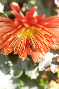Ichneumon or ichneumon wasp extracting nector from chrysanthemum flowers 