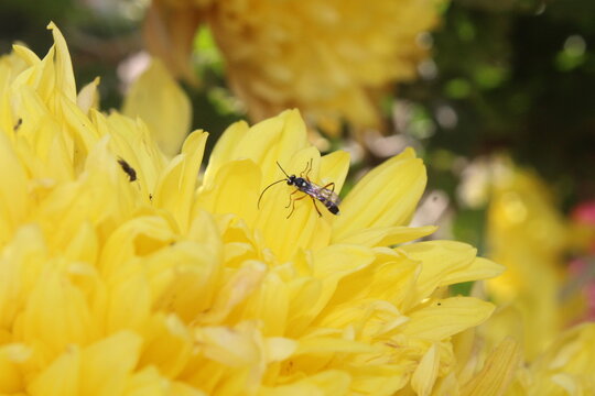 Ichneumon or ichneumon wasp extracting nector from chrysanthemum flowers 