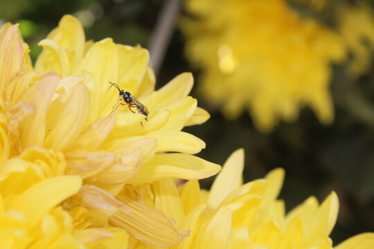 Ichneumon or ichneumon wasp extracting nector from chrysanthemum flowers 