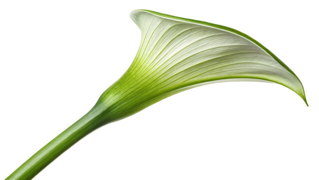 Elegant White Calla Lily Flower with Green Stem Isolated on transparent Background