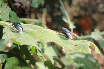 Lucilia sericata or green bottle fly on Chrysanthemum plant 