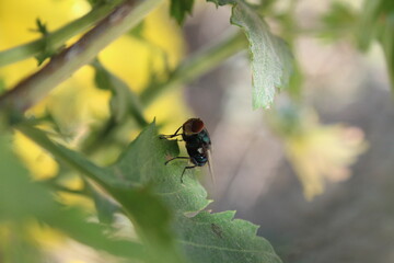 Lucilia sericata or green bottle fly on Chrysanthemum plant 