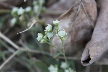 parthenium weed or the wild quinine white flower and seed heads