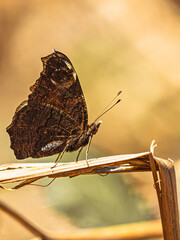 Der kleine Falter sitzt da wie ein geheimer Bote aus einer alten Welt. Seine dunklen, fast hölzern wirkenden Flügel tragen die Muster vergangener Sommer – verwitterte Geschichten, eingraviert in filig