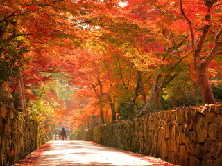 真っ赤な紅葉のトンネルに包まれた京都・宇治の興聖寺の参道