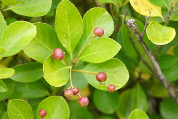 割れる前のマサキの実