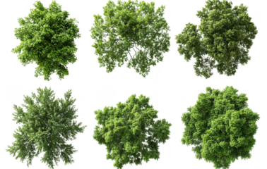 A collection of six distinct tree top views green foliage. perfect for use in landscaping designs or environmental projects. with a clean white background emphasizing the details