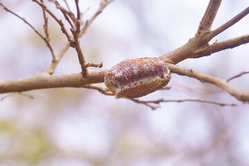 ハラビロカマキリの卵