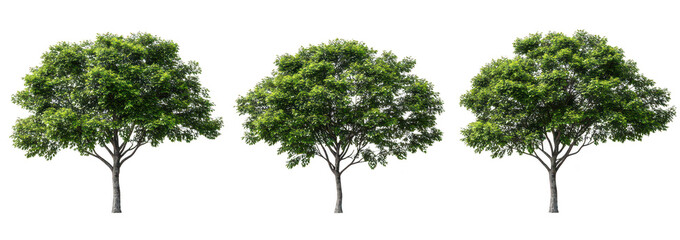 A trio of lush green trees standing in a row. foliage against a clean white background. ideal for nature-themed projects or environmental conservation materials