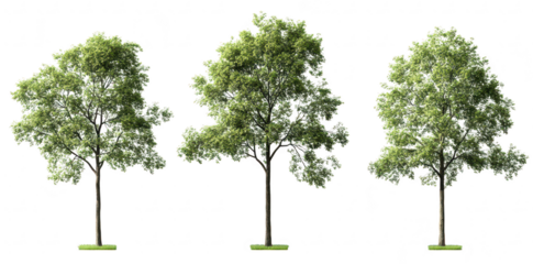 A trio of lush green trees standing in a row. their foliage and natural beauty against a clean white background. ideal for nature-themed designs or landscaping projects