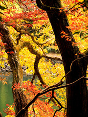 京都府宇治市・宇治川右岸の沿道の鮮やかに色づいた紅葉の風景
