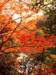 京都府宇治市・宇治川右岸の沿道の鮮やかに色づいた紅葉の風景