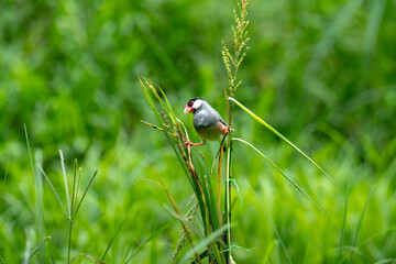 The Java Sparrow, (Lonchura oryzivora)