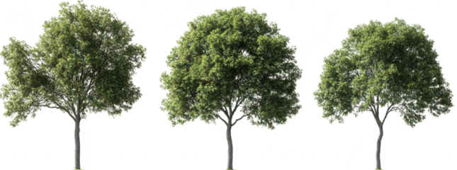 A trio of lush green trees varying sizes and shapes. set against a soft white background. ideal for nature-themed projects and environmental awareness campaigns