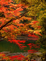 京都府宇治市・宇治川右岸の沿道の鮮やかに色づいた紅葉の風景
