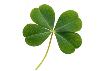 A green four-leaf clover isolated on a white background. symbolizing luck and prosperity. perfect for nature-themed projects or St Patricks Day celebrations