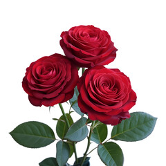 Fototapeta premium red rose bunches isolated image on a transparent