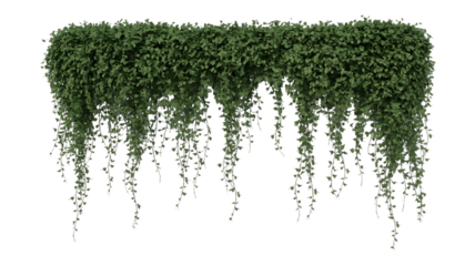 A trail of realistic ivy leaves or Ivy green with leaf image isolated on a transparent background