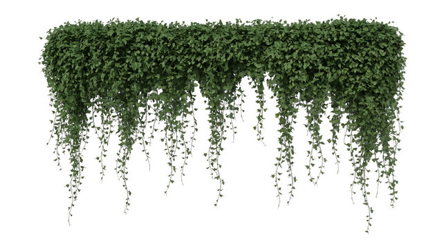 A trail of realistic ivy leaves or Ivy green with leaf image isolated on a transparent background
