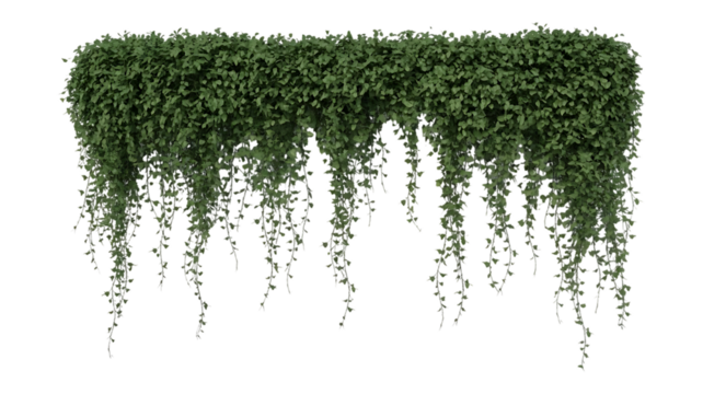 A trail of realistic ivy leaves or Ivy green with leaf image isolated on a transparent background