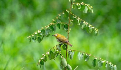 The warbling white-eye (Zosterops japonicus)