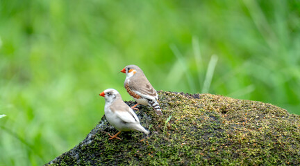 Zebra Finch couple perched in a trees