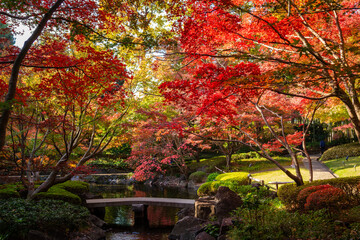 秋の東京・大田黒公園で見た、真っ赤な紅葉のある風景
