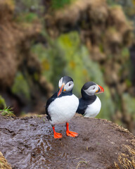 Two cute Atlantic puffins (Fratercula arctica), a species of seabird in Iceland.