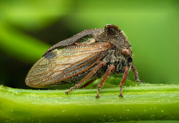 Close-up of a cicada on a green stem, showcasing its wings and body texture
